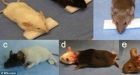Chinese doctor performs 1,000 head transplants in mice and monkeys are next