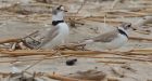 Piping Plover comeback on Great Lakes aided by army of volunteers