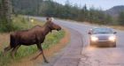 1 dead, 2 injured after 2 vehicles hit moose in Sudbury area