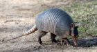 Texas man shoots at armadillo, wounded by ricochet