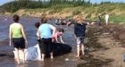 Second mass stranding sees 14 whales helped back to sea in N.S.