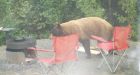 Black bear stops for breakfast at N.W.T. campsite