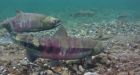 Salmon on Vancouver Island threatened by heat wave