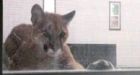 Cougar on the loose in Vancouver neighbourhood