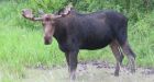 2 dead after car collides with moose on wildlife reserve in Quebec