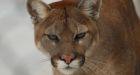Cougar sighting rattles Whitehorse resident