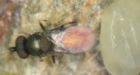 Oobius agrili, parasitic wasp, introduced to Ontario to fight emerald ash borer