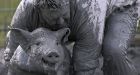 Festival du cochon in Canada where you catch GREASED pigs to toss in barrels