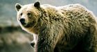Grizzly bear shot dead inside Kimberley home