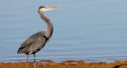 Syncrude Faces Environment Protection Order After Herons Found Dead At Oilsands Site