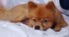 Beaten Pomeranian Found With Note: 'We Beat It 2 Death Lol'