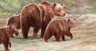 Grizzly family successfully guided out of Whitehorse