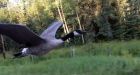 Canada goose follows Alberta forester's truck to water