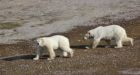 2 polar bears invade Nunavut family's campsite