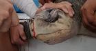 Video of a turtle having a drinking straw pulled from its nose in Costa Rica