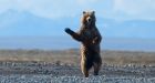 Man in bear costume taunts bears in Alaska