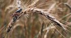 Agriculture disaster declared in Alberta after losses from extreme weather