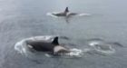 Pod of orcas put on a show in Newfoundland waters