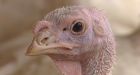 Hybrid Turkeys pleads guilty to animal cruelty