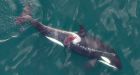 Young killer whale may have been injured by boat propeller