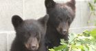 Bryce Casavant, who refused to kill bear cubs, removed from Conservation Service