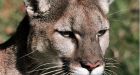 'I just belted it:' Australians fight off cougar in Jasper National Park