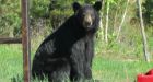 Injured bear euthanized in New Sudbury Friday morning