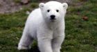 Knut the polar bear's cause of death found