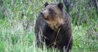 Grizzly bear mother attacks two Albertans near Cochrane