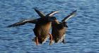 Avian flu detected in wild duck shot in Fraser Valley