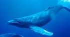 Humpbacks whales making a return to B.C. waters