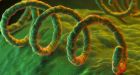 Syphilis rate among gay men in B.C. reaches highest level in 30 years