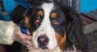 Road to recovery begins for 66 rescued dogs