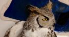 SaskTel worker helps rescue owl with broken wing