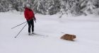 Jesper proves felines as just as capable as dogs as he pulls his owner through the snow