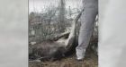 'Fight or flight': Moose kicks B.C. man after being freed from fence