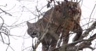 Watch this amazing YouTube footage of a bobcat spotted in Port Coquitlam