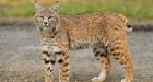 UBC researcher uses lynx and bobcat photos to study changing habitats