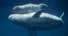 Vancouver Aquarium sues filmmaker over critical documentary