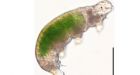 Scientists revive tardigrades frozen for more than 30 years