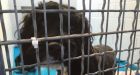 New puppy mill law would give SPCA the 'teeth' to go after bad breeders