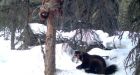 Wolverine research shows increased stress due to development