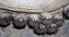 P.E.I. bat population numbers on the rise, says wildlife study