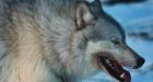Controversial helicopter wolf cull underway in northeast B.C.