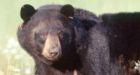 Ontario expands spring bear hunt pilot project