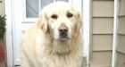 'He's our hero': Barking dog saves N.S. family from house fire