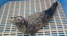 Seal pup Malle released after full recovery at Vancouver Aquarium