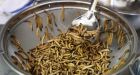 Are crickets the next lobster' High protein insect dishes and Canadian cuisine