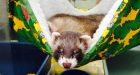 Ferret thieves busted after filching food from Regina pet store