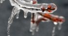 Freezing rain leaves tens of thousands without power in Ontario